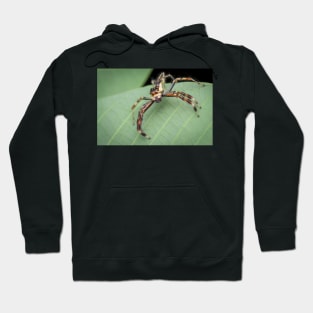 The two-striped jumper (Telamonia dimidiata) Hoodie